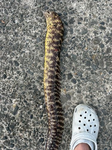 ウツボの釣果