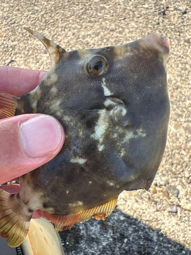 カワハギの釣果