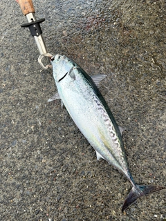 カツオの釣果