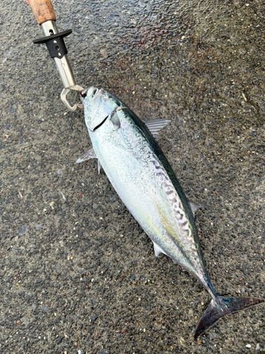 カツオの釣果