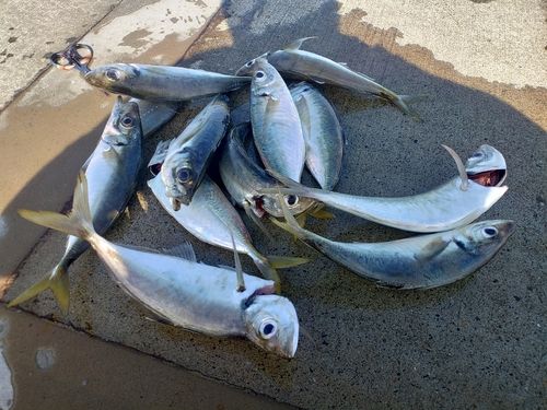 アジの釣果