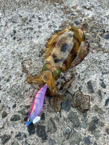 アオリイカの釣果