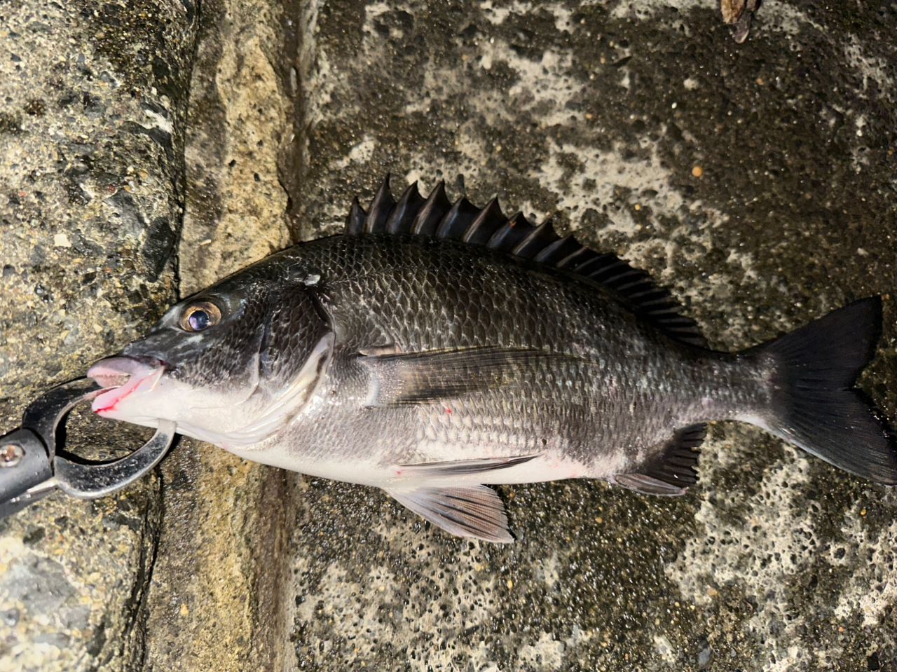 SHIMANO 19ヴァンキッシュ C3000MHGの最安値・インプレ・釣果 | 本音の