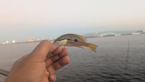 ヨコスジフエダイの釣果