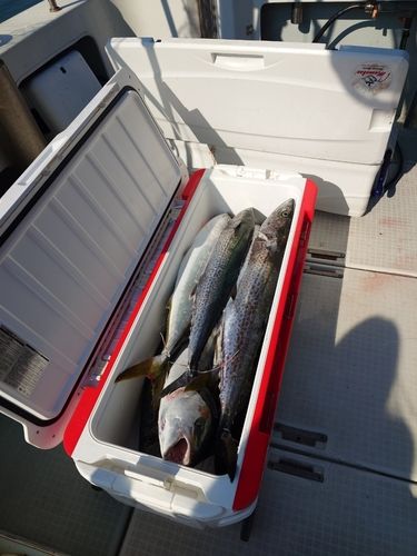 ハマチの釣果