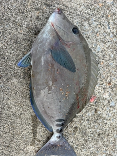 ニザダイの釣果