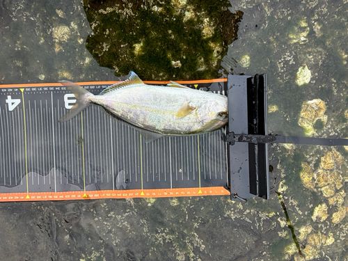 ショゴの釣果