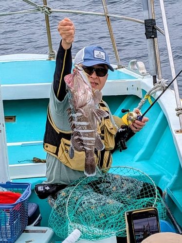 マハタの釣果