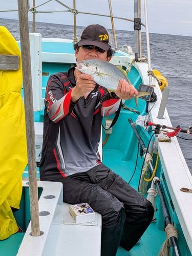 シマアジの釣果