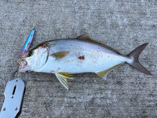 ネリゴの釣果