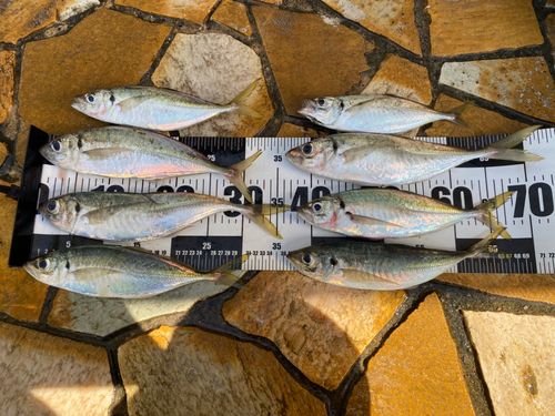 アジの釣果
