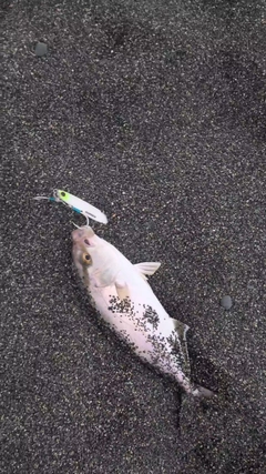 ショゴの釣果
