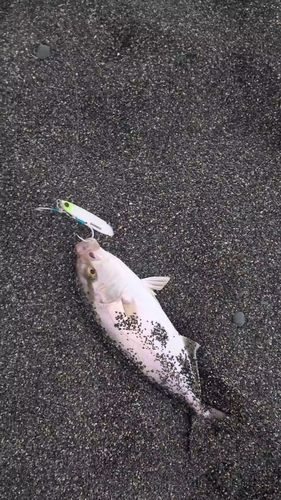 ショゴの釣果