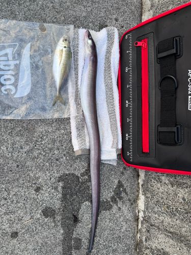 アナゴの釣果