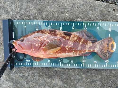 キジハタの釣果