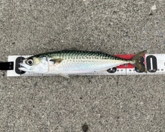サバの釣果
