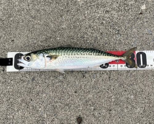 サバの釣果