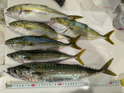 サバの釣果