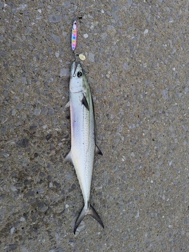 サゴシの釣果