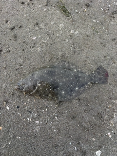 ソゲの釣果
