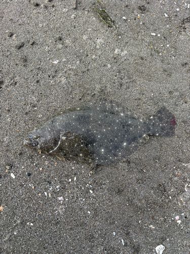 ソゲの釣果