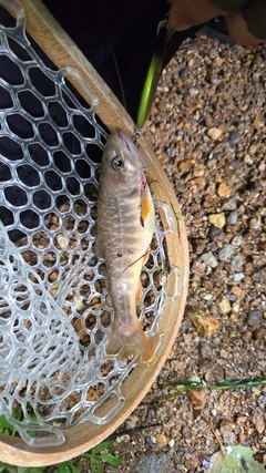 イワナの釣果