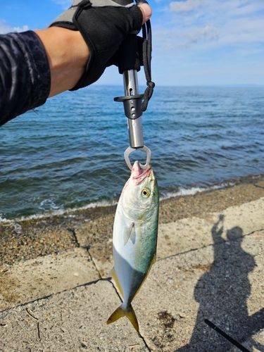 フクラギの釣果