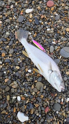 ニベの釣果