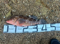 アコウの釣果