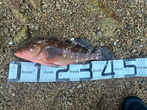 アコウの釣果