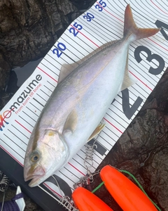 シオの釣果