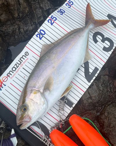 シオの釣果