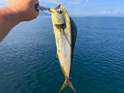 シイラの釣果