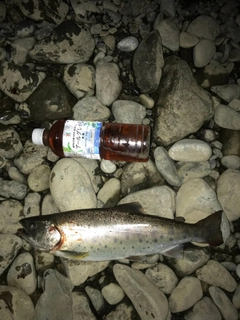 ヤマメの釣果