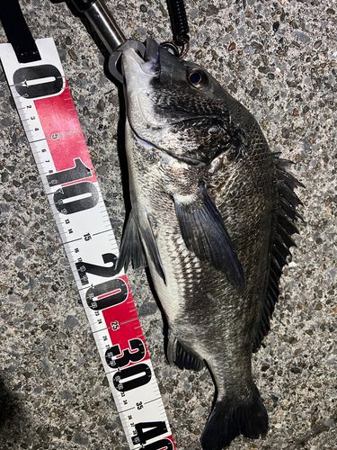 クロダイの釣果