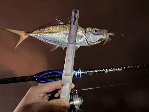 マアジの釣果