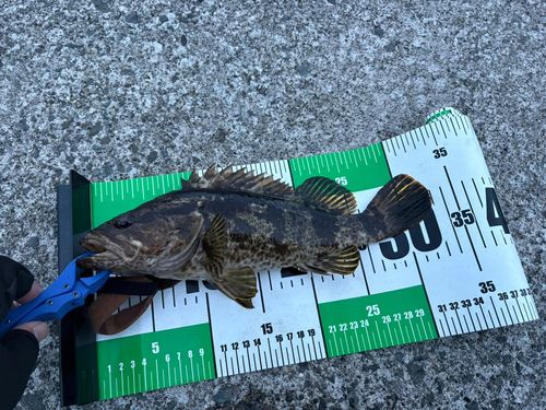 ベッコウゾイの釣果