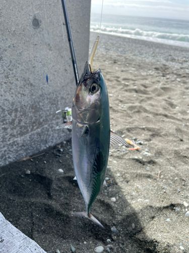 ソウダガツオの釣果