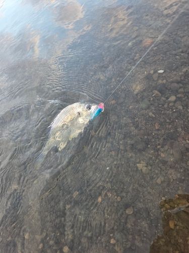 キビレの釣果
