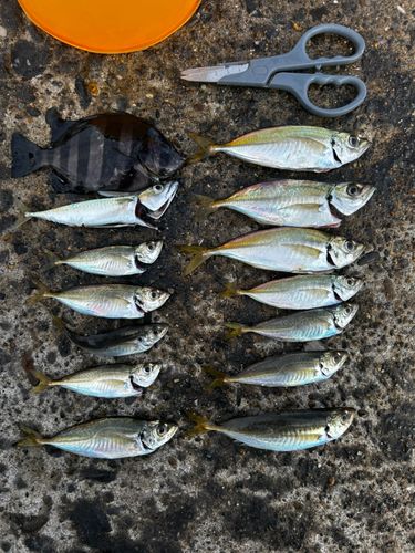 アジの釣果