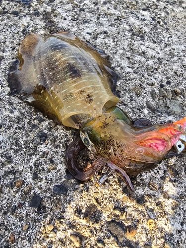 アオリイカの釣果