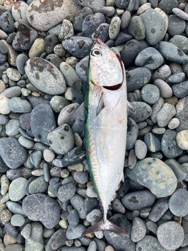 マルソウダの釣果