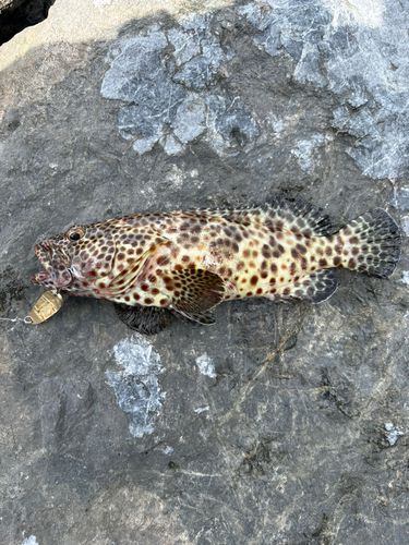 カンモンハタの釣果