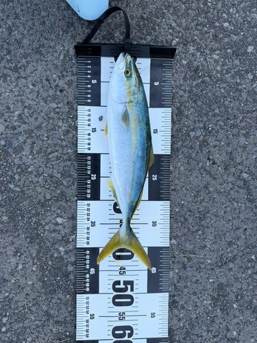 イナダの釣果