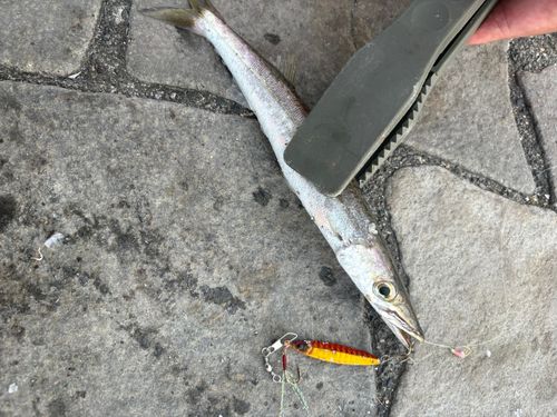 カマスの釣果