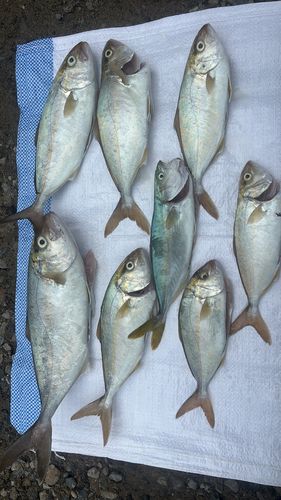 ショゴの釣果