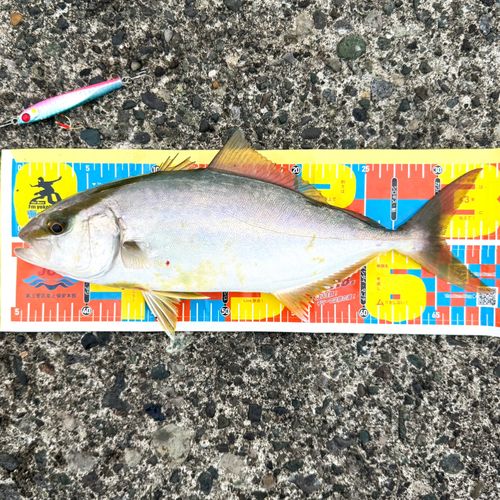 ショゴの釣果