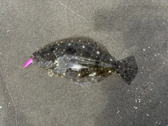 ソゲの釣果