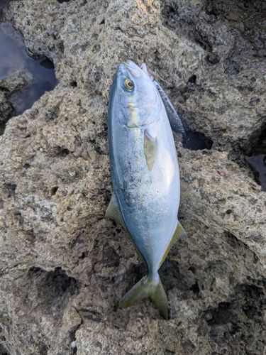 ツバスの釣果