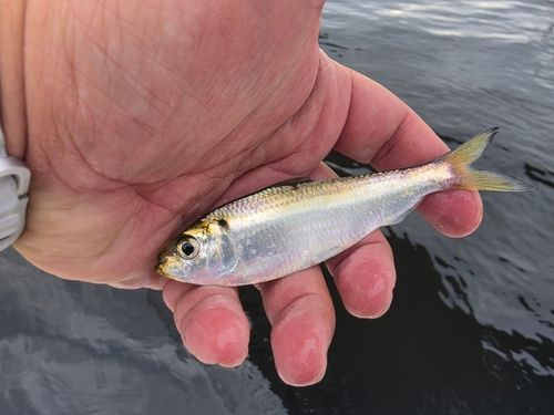 サッパの釣果
